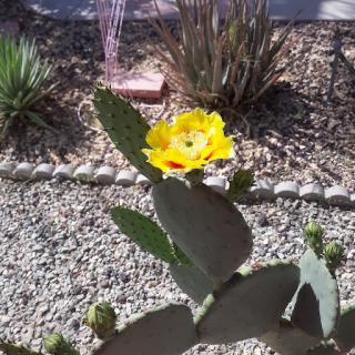 A vibrant yellow flower blooming on a cactus in a desert landscape.
