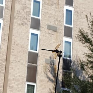 A dragonfly hovering near a modern building.