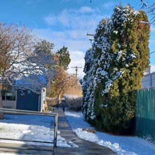 A serene winter scene featuring snow-covered trees and a clear blue sky.