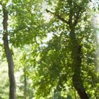 A serene view of sunlight filtering through lush green trees in a forest.