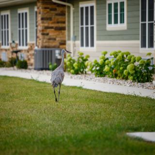 A heron walking on a lawn in a residential backyard.