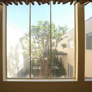 View through a window showcasing a tree in a courtyard surrounded by buildings.