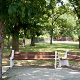 A peaceful park scene with benches under the shade of trees.