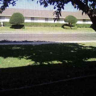A peaceful view of a well-maintained lawn with neatly trimmed bushes and trees, overlooking a quiet road.