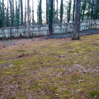 A grassy backyard area bordered by a wooden fence and surrounded by tall trees.