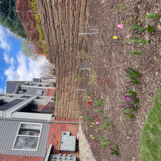 A residential garden with blooming flowers and mulch on a sunny day.