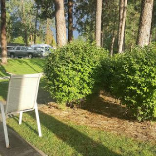 A serene outdoor scene featuring a white chair beside lush green bushes and tall trees.