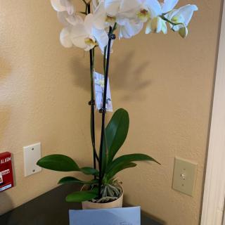 A potted orchid with white flowers placed indoors.