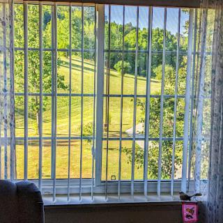 A serene view of lush greenery outside a window, framed by curtains.