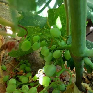 A bunch of green grapes growing on a vine.