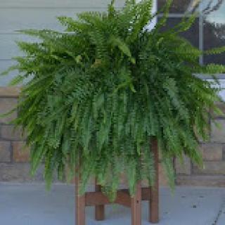 A lush fern displayed on a wooden stand, adding a touch of greenery to the outdoor space.
