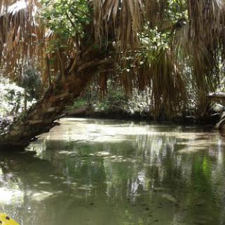 A serene view of a tropical river surrounded by lush greenery.