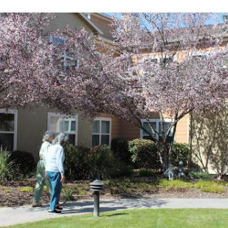Two individuals enjoy a walk through a blooming cherry blossom area on a sunny day.