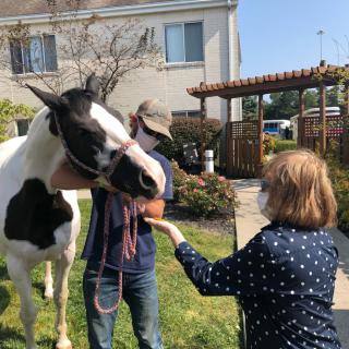 A person feeding a horse outdoors on a sunny day.