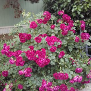 A vibrant bush of pink roses thriving in a garden.