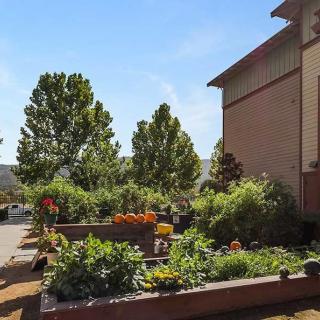 A lush garden with raised beds next to a building on a sunny day.