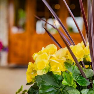 A vibrant floral arrangement featuring bright yellow flowers and lush green leaves.