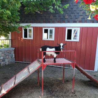 A playful cow enjoying its time on a playground structure beside a barn.