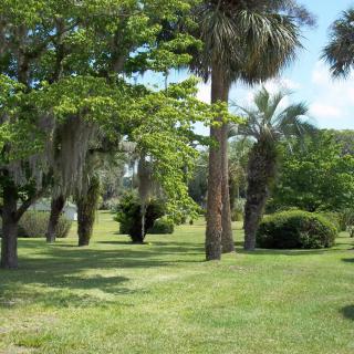 A lush park landscape with tall trees and green grass.