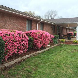A brick house with vibrant pink flowering bushes lining the garden path.