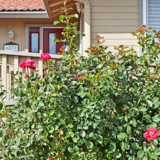 A charming house with a blooming rose garden in front.