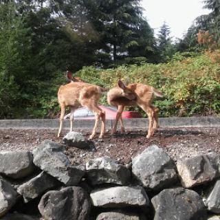 Two deer playfully interact near a rocky area in a lush, green setting.