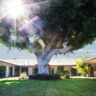 A large tree stands in the center of a courtyard surrounded by buildings, with sunlight streaming through the branches.