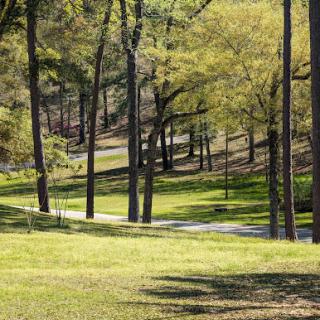 A serene park pathway surrounded by lush trees and vibrant green grass.