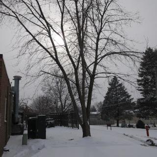 A serene winter scene with a bare tree standing amidst freshly fallen snow under a cloudy sky.