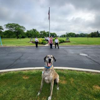 A happy Great Dane posing in front of a flag with some people in the background.