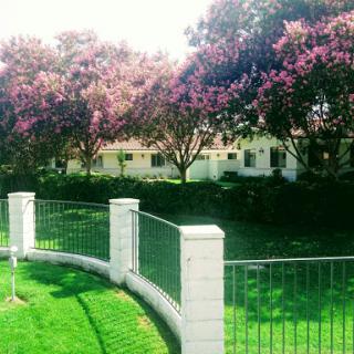 A serene view of a residential area with blooming trees and a well-maintained garden.