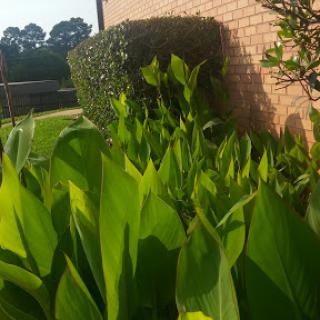 A lush display of green leaves and well-maintained bushes in an outdoor setting.