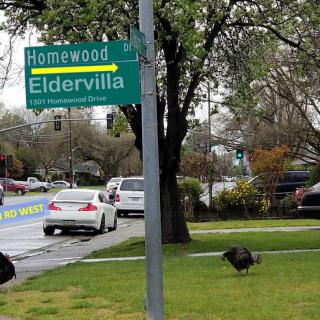 Street signs at an intersection in a residential area with passing cars and trees.