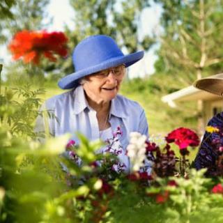 Two elderly people enjoying gardening amidst colorful flowers.