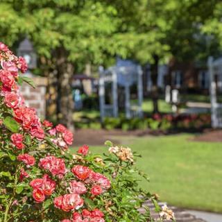 A beautiful garden with blooming roses and green surroundings in a park setting.