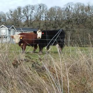 Two cows grazing in a grassy field near a farmhouse.