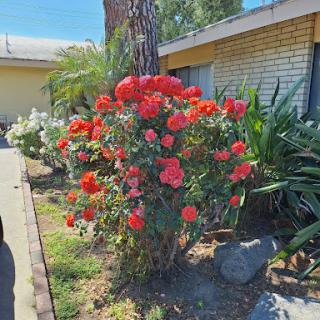 A vibrant bush of red roses blooming in a sunny garden.