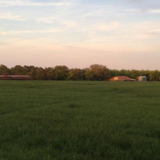 A serene landscape with a grassy field, trees in the distance, and buildings under a sunset sky.