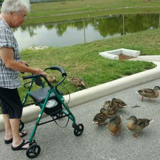 An elderly woman using a walker interacts with a group of ducks by a pond.