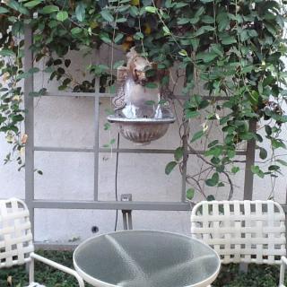 A quaint outdoor seating area with a small wall fountain surrounded by ivy.