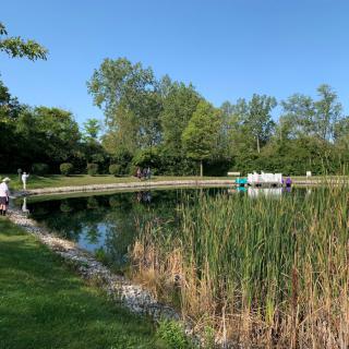 A serene pond surrounded by reeds and lush green trees on a clear day.