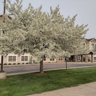A blooming tree in a residential area, showcasing vibrant blossoms in spring.