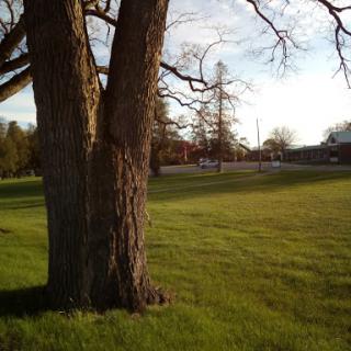 A serene park scene featuring two trees standing amidst a lush green field.