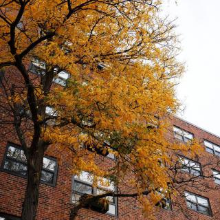 A brick building with a tree adorned in vibrant yellow autumn leaves.
