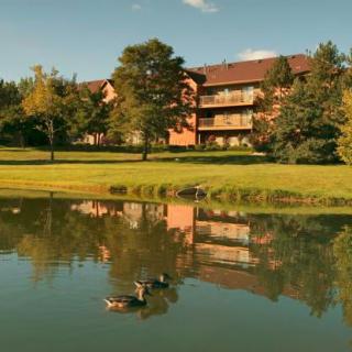 A peaceful scene with ducks swimming in a lake, reflecting trees and a building under a clear sky.