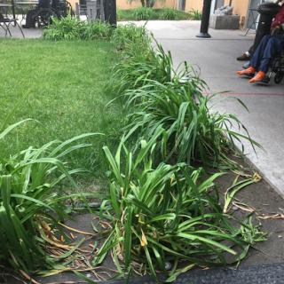 A row of plants bordering a grassy area next to a paved pathway.