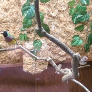 A vibrant bird perched on a branch amidst lush greenery.