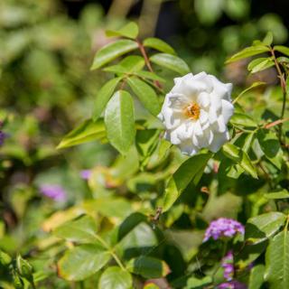 A white flower surrounded by green leaves in a sunlit garden.