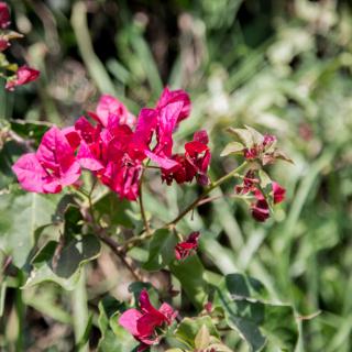 A vibrant pink bougainvillea in full bloom against a lush, green backdrop.