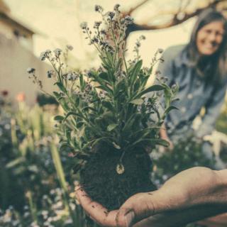 A person enjoys gardening, holding a small plant ready to be planted.